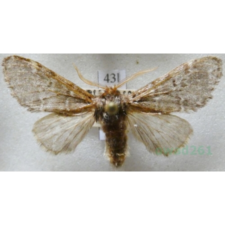 Drymonia dodonaea (Denis & Schiffermüller, 1775) male Dąbrówka dodona Czech43l